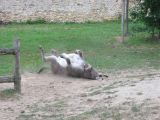Laughing Donkey (Versailles